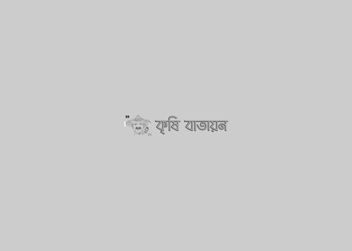 রোপণ পরবর্তী বোরো ধানের আন্তঃপরিচর্যা ও সার প্রয়োগ