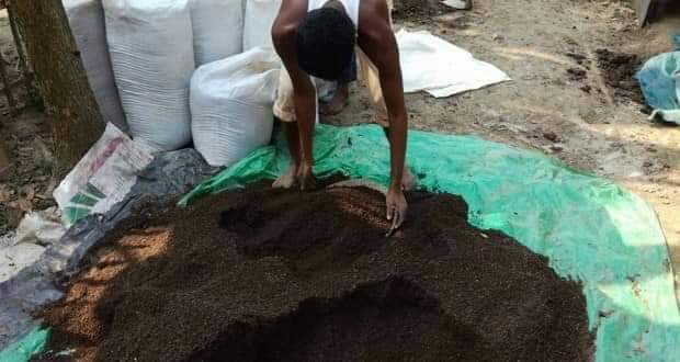 ট্রাইকোডার্মা ও ট্রাইকো কম্পোস্ট কি।ট্রাইকো কম্পোস্ট তৈরির পদ্ধতি ও ব্যবহার