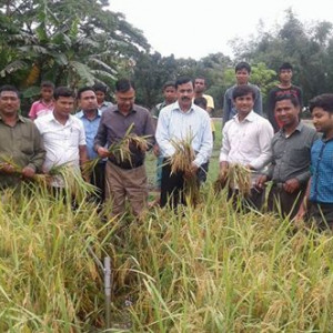 পৌরসভা ব্লকের মাঠ দিবসে উপস্থিত রংপুর অঞ্চলের অতিরিক্ত পরিচালক স্যার সহ ডিএই এর অন্যান্য কর্মকর্তা বৃন্দ