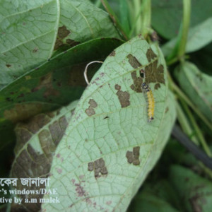 মুগের বিছা পোকা