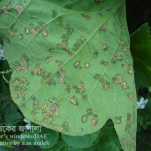 চিচিঙ্গার কোণাচে দাগ রোগ