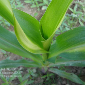 ভুট্টার ইক্ষু বিটল পোকা