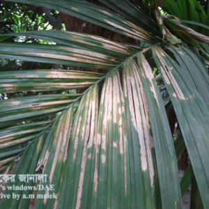 সুপারি পাতার ব্লাইট রোগ