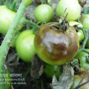টমেটোর বাক আই রোগ