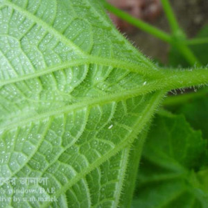 খিরার সাদা মাছি পোকা