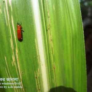 আখের কালো পাতা ফড়িং