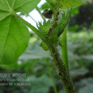 তুলার জাবপোকা বা এফিড