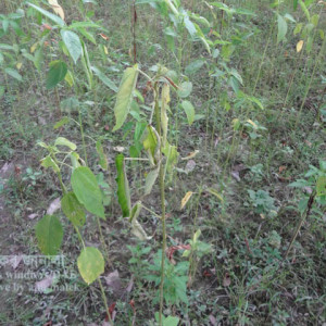 পাটের ঢলে পড়া রোগ