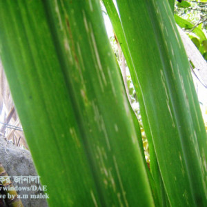 আখের মোজাইক রোগ