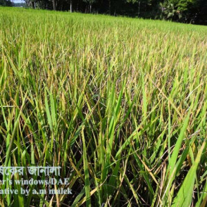 ধানের বাদামী গাছফড়িং