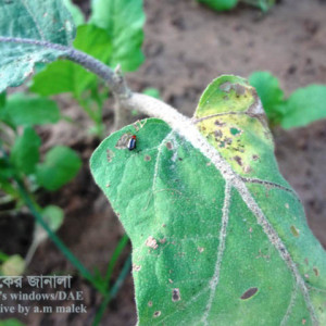 বেগুনের ফ্লি বিটল পোকা