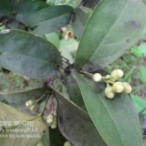 জামরুলের শুটিমোল্ড রোগ