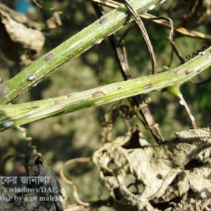 কাকরোলের খোসা পোকা